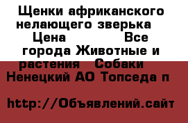 Щенки африканского нелающего зверька  › Цена ­ 35 000 - Все города Животные и растения » Собаки   . Ненецкий АО,Топседа п.